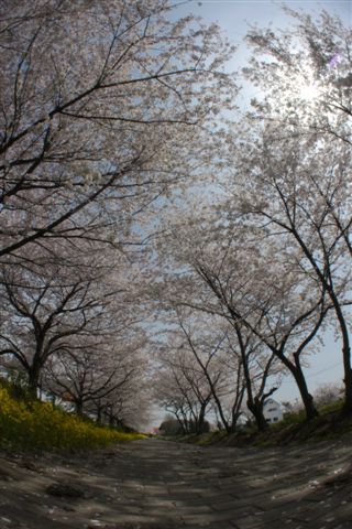 １２．４月　桜 153.jpg