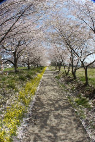 １２．４月　桜 377.jpg